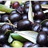 Оливки (маслины)